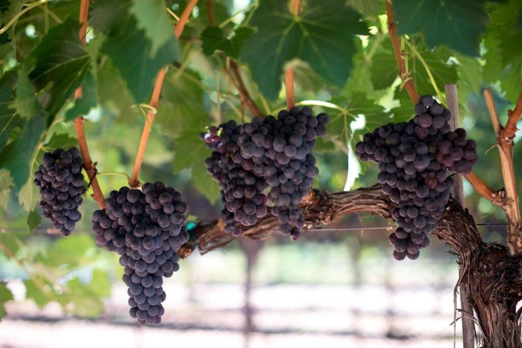 Cabernet Cottage Cottonwood Extérieur photo