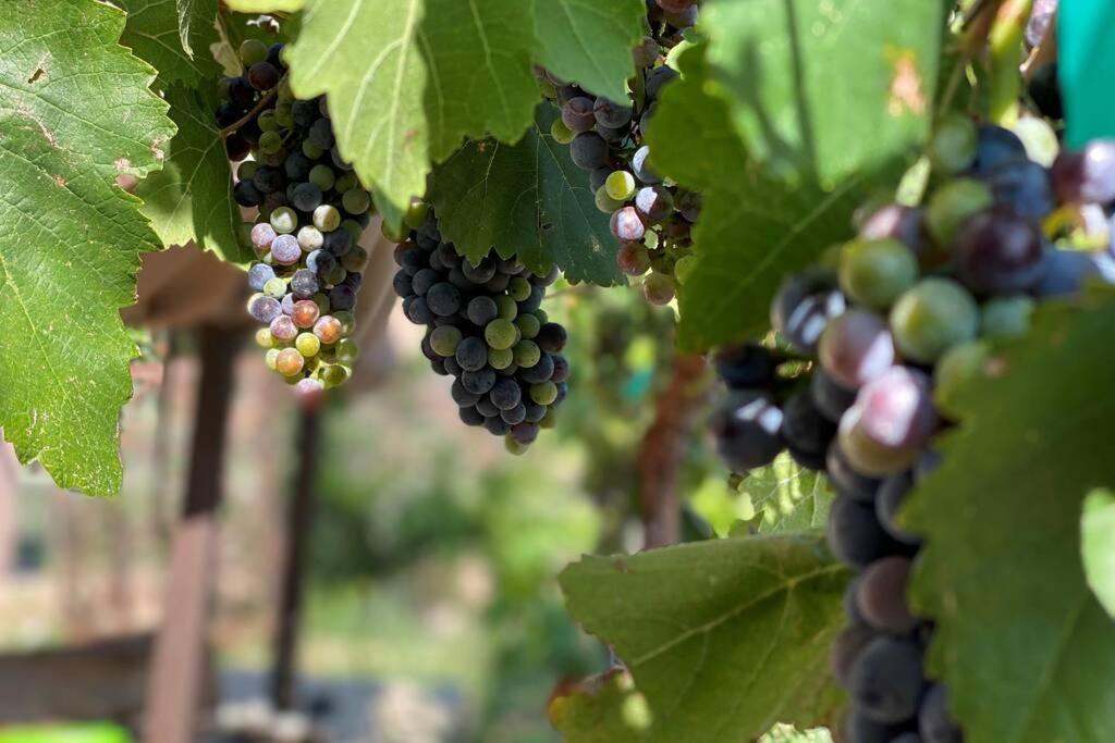 Cabernet Cottage Cottonwood Extérieur photo